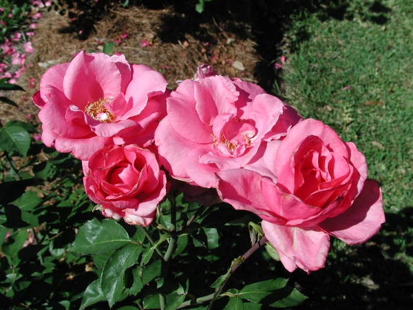 'Earth Song' rose photo