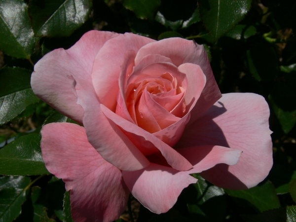 'Botticelli ®' rose photo