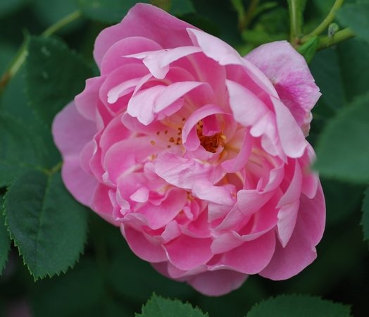 'Windflower' rose photo