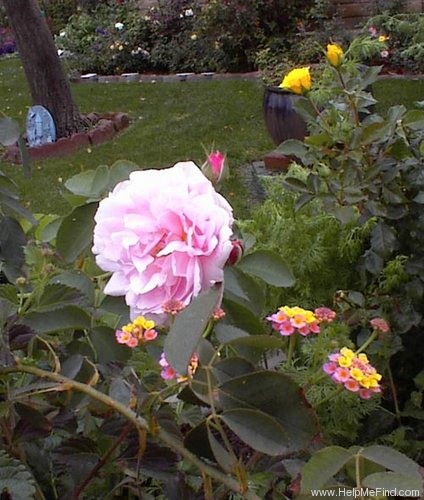 'Marquise Boccella' rose photo