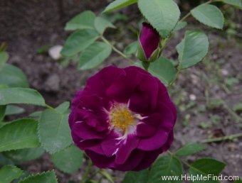 'Rhapsody in Blue ™' rose photo