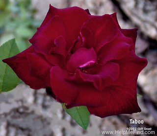 'Taboo ™ (hybrid tea, Evers 1988)' rose photo