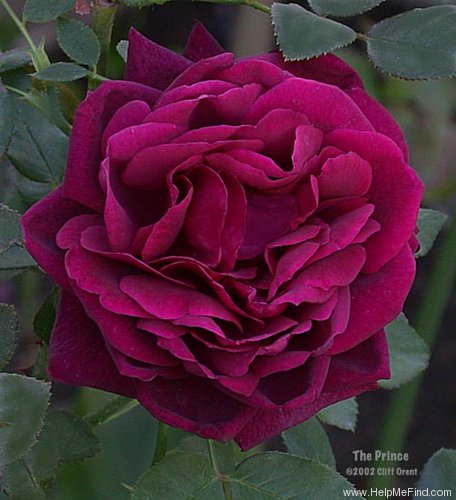 'The Prince ®' rose photo