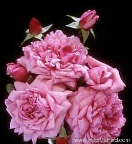 'Deane Ross' rose photo