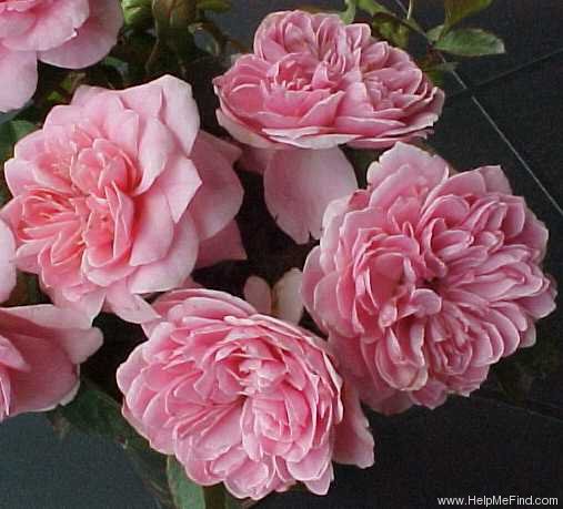 'Flinders' rose photo