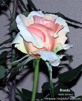 'Brandywine' rose photo
