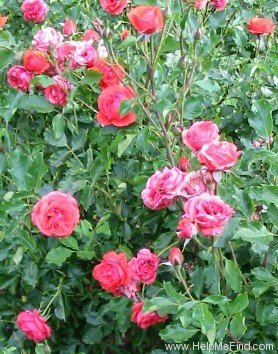 'Floradora' rose photo