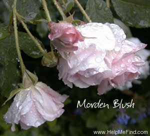 'Morden Blush' rose photo