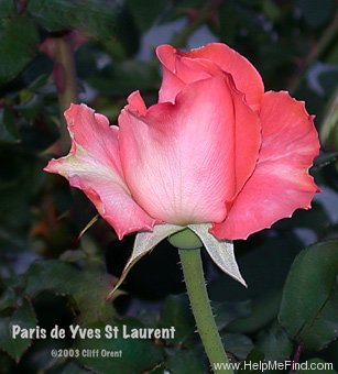 'Paris d'Yves St. Laurent' rose photo