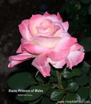 'Diana, Princess of Wales ™' rose photo