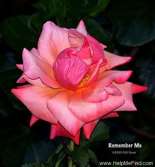'Remember Me ® (hybrid tea, Cocker 1979)' rose photo