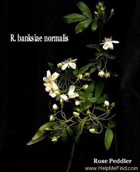 '<i>Rosa banksiae</i> var. <i>normalis</i> Regel' rose photo