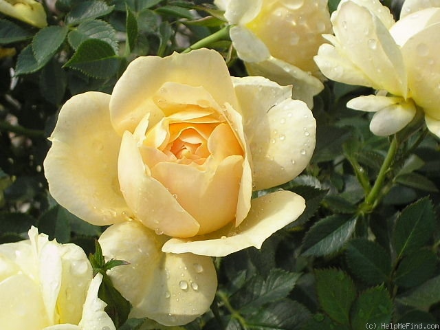 'Taos' rose photo