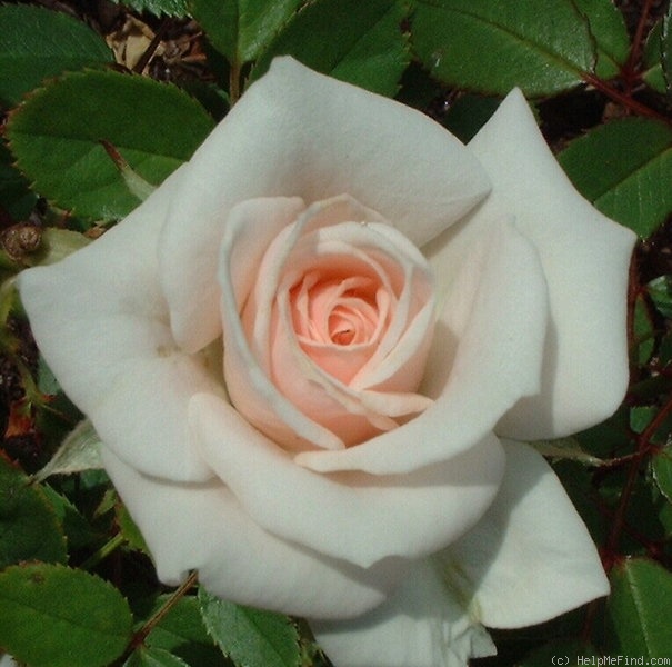 'Old Fashioned Girl' rose photo
