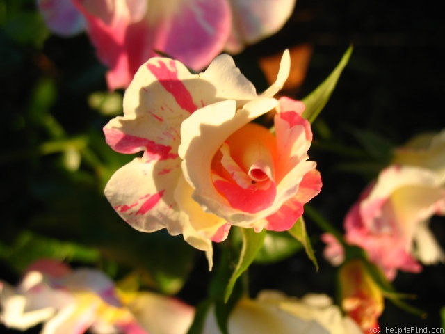 'Soaring Spirits ™' rose, click to enlarge 'Soaring Spirits ™' rose photo
