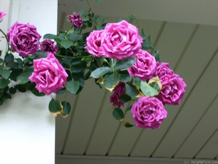 'Pink Don Juan' rose photo