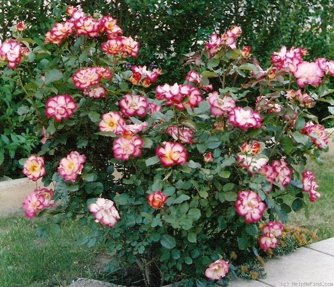 'Betty Boop ™ (Floribunda, Carruth, 1999)' rose photo