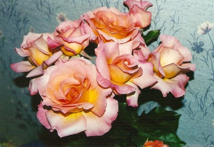 'Paul Shirville' rose photo