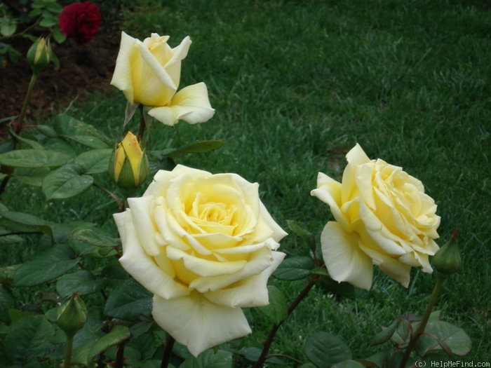 'Nicolas Hulot ®' Rose