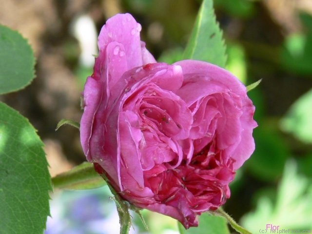 'Reine des Violettes (hybrid perpetual, Mille-Mallet 1860)' rose photo