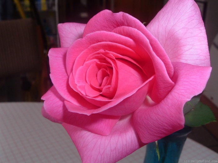 'Beauty of Stapleford' rose photo
