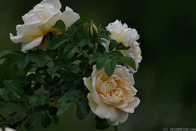 'Agnes (rugosa, Saunders 1902)' rose photo