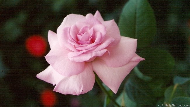 'Miss Lorraine' rose photo