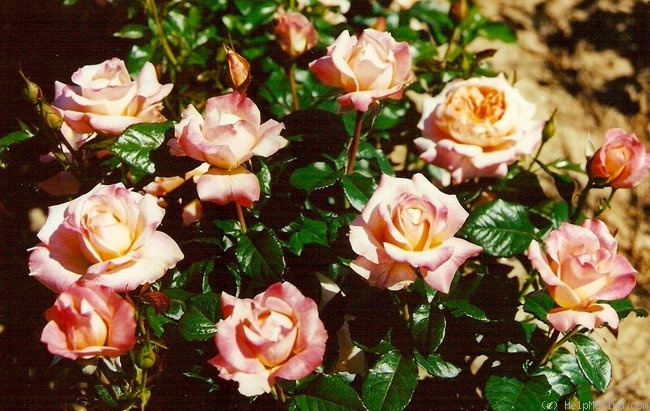'Samaritan' rose photo