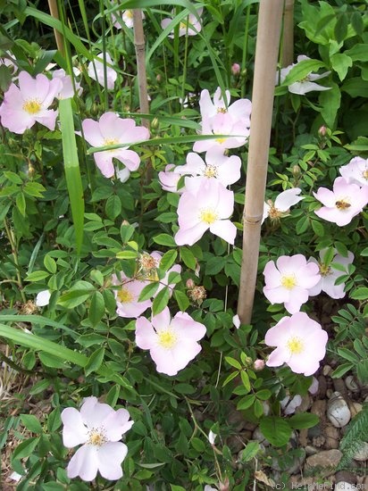 '<i>Rosa polliniana</i> Déségl.' rose photo