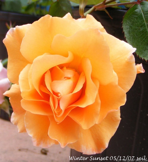 'Winter Sunset (Shrub, Buck, 1992)' rose photo