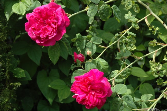 'Brennus' rose photo