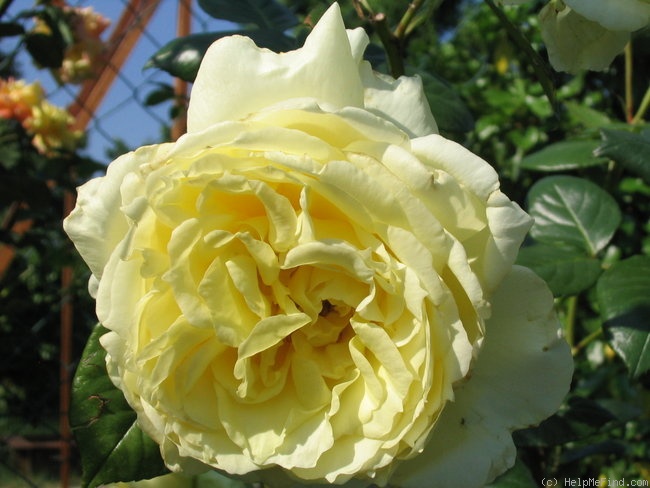 'Elfe ® (LCl, Evers/Tantau, 2000)' rose photo