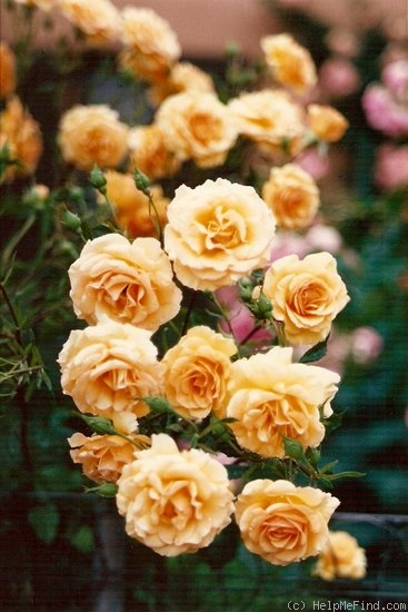 'Anne Harkness (floribunda, Harkness 1979)' rose photo