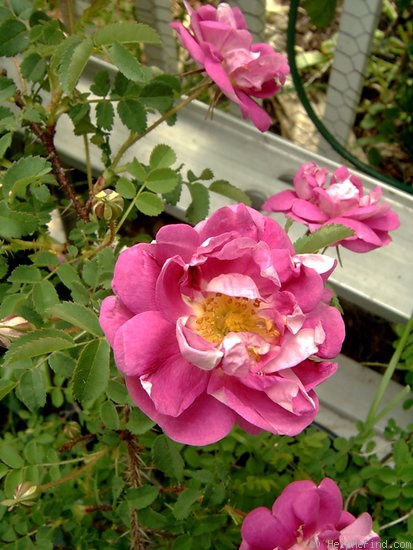 'William III' rose photo