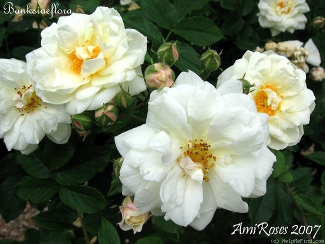 'Banksiaeflora' rose photo