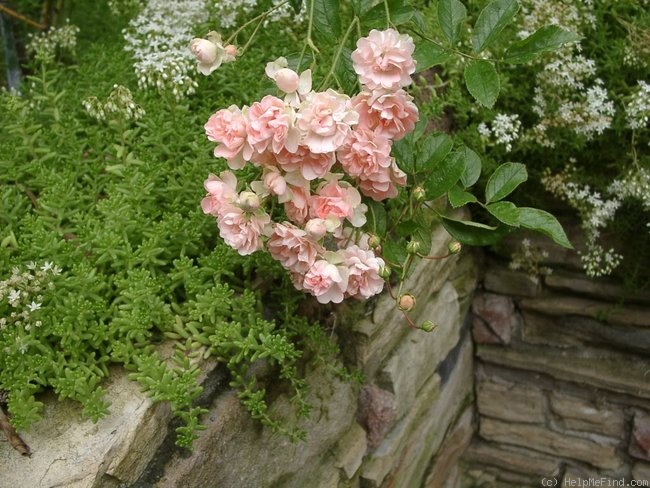 'Doris Ryker' rose photo