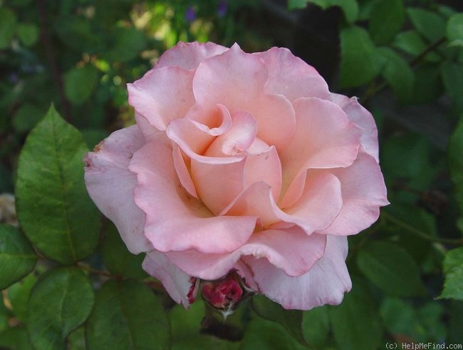 'Kalinka (floribunda, Meilland, 1969)' rose photo
