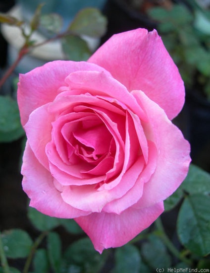 'Elizabeth Taylor x Paul Shirville #2' rose photo