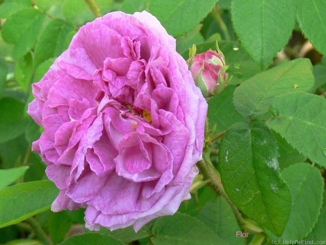 'Jenny Duval' rose, click to enlarge 'Jenny Duval' rose photo