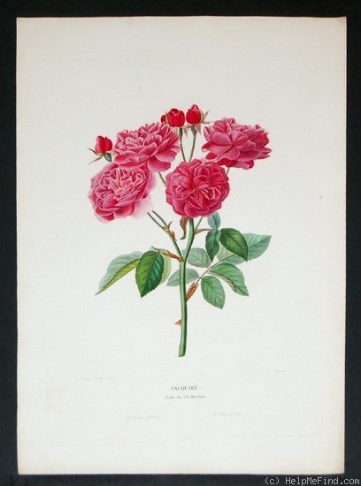 'Jacquard' rose photo