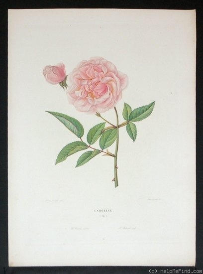 'Caroline (tea, Guérin, 1829)' rose photo