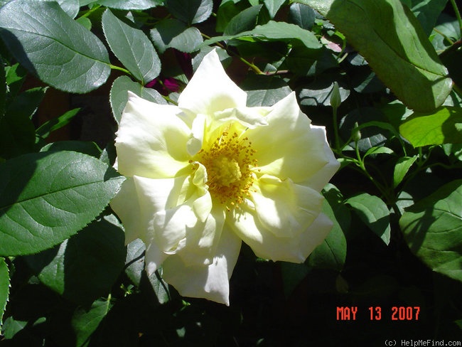 'Highfield ®' rose photo