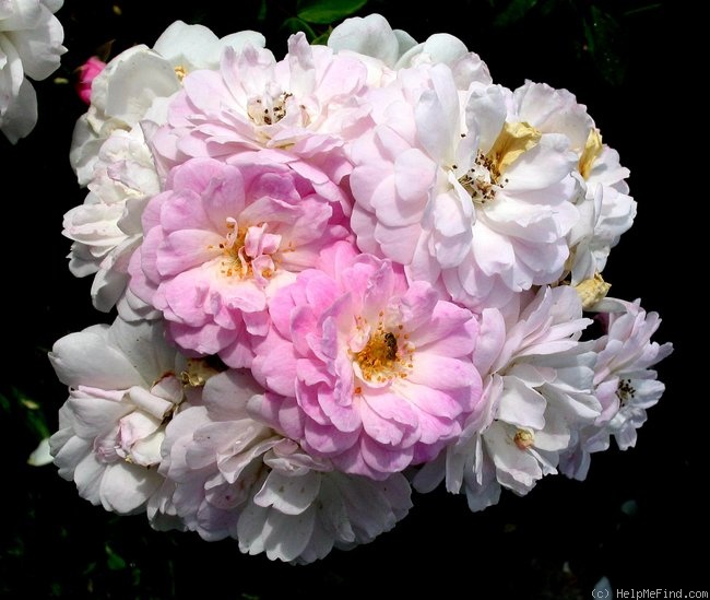 'Multiflore de Vaumarcus' rose photo