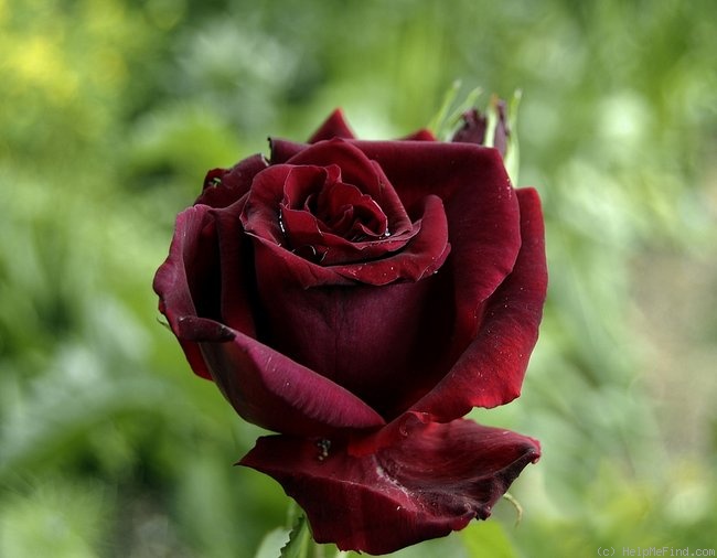 'The Daily Mail Scented Rose' rose photo