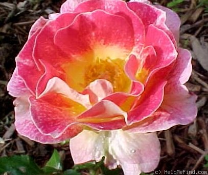 'Champagne Cocktail (floribunda, Horner 1983)' rose photo