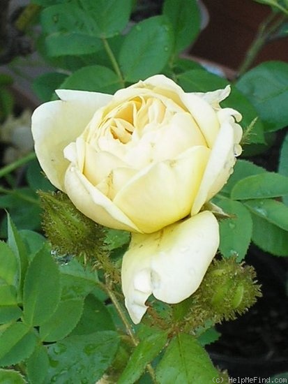'Fakir's Delight' rose photo