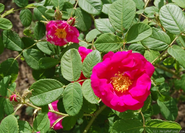'Portlandica' rose photo