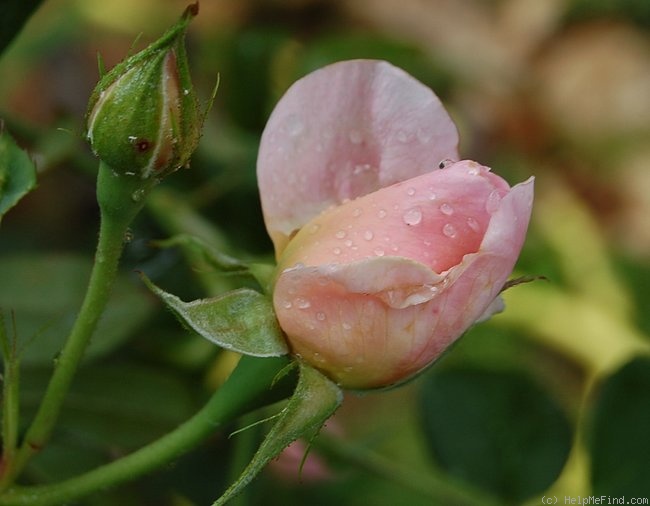 'Scepter'd Isle ®' rose photo