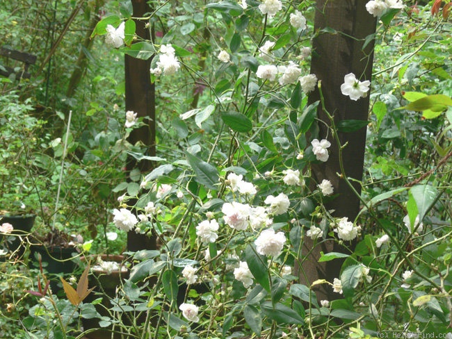 '<i>Rosa anemoniflora</i> Fortune ex Lindl.' rose photo