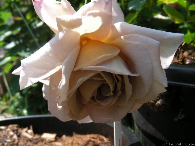 'Grey Dawn' rose photo